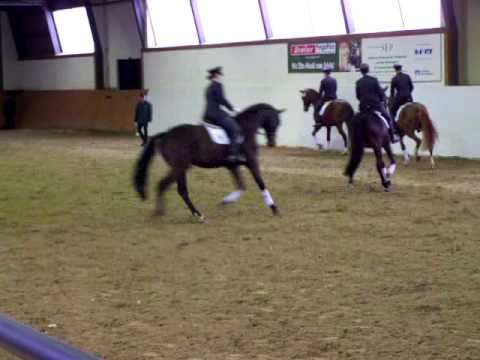 Moritzburg Hengstpräsentation