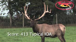 preview picture of video 'Mayfield Elk -SIZE DOES MATTER Hard antler 2011'