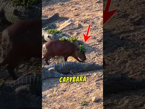 Capybara Adalah Babi Air!? Hukum Islam Berkata Begini 😱