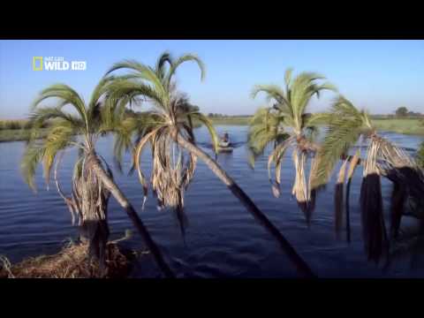 Krokodíl nílsky (Crocodylus niloticus) — National Geographic dokument HD