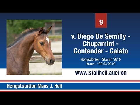 1. Online Fohlenauktion - Nr. 9 Diego de Semilly x Chupamint