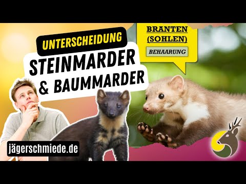 Wildtierkunde: Steinmarder und Baummarder - Wissen für deine Jagdprüfung!
