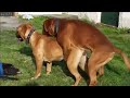 Dog Mating Dog Mating In Session Animal Mating
