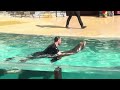 Sea Lion Inside Look SeaWorld Orlando January 10 2026