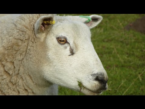 Horses and Sheep and their amazing Eye Movements - YouTube