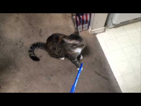 My cat jumps on walls?