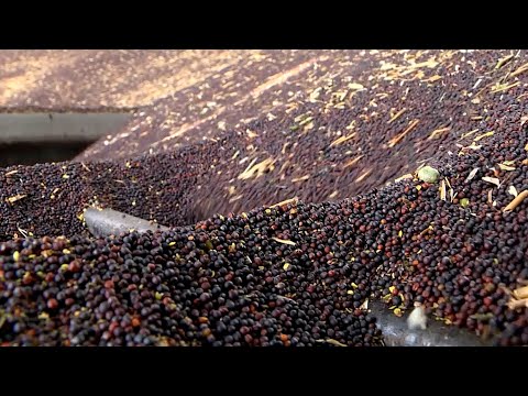 Регион увеличивает объемы переработки рапса видео