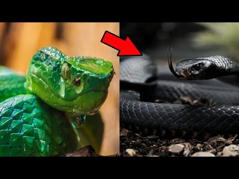 TOP 10 CEI mai VENINOSI SERPI din Lume