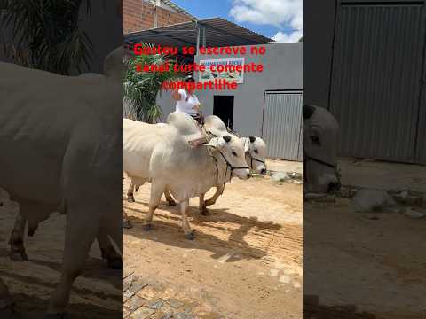 2° carreatas de carros de bois / Guajiru-Ba #sertãobaianoéshow