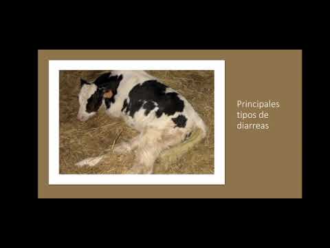 , title : '¡Estas son principales tipos de diarreas en bovinos! || Agricultura necesaria'