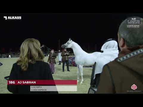 N 186 AJ SABRAN   Katara Int  Arabian Horse Festival 2023   Stallions 4 6 Years Old Class 10B