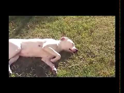 AmeL-Matrato Animal (Tenencia Irresponsable)+Perros y el tránsito)