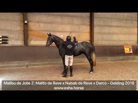 Malibu de Jolie Z : MALITO DE REVE x NABAB DE REVE