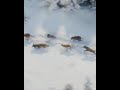 Dog Saving Lifes Whatsapp Status Heart Touching Hollywood Action Status Black Ghost Creations