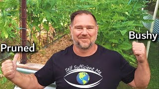 To Prune or NOT to Prune Tomato Plants