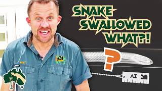 Venomous Snake Swallowed Something Crazy! | Venom Diaries