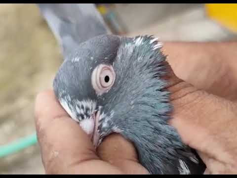 #Pakistanipigeon xiku pigeon loft/Pakistanipigeon