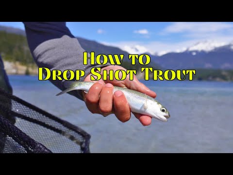 How To Catch Trout With A Drop Shot (Fast And Easy)