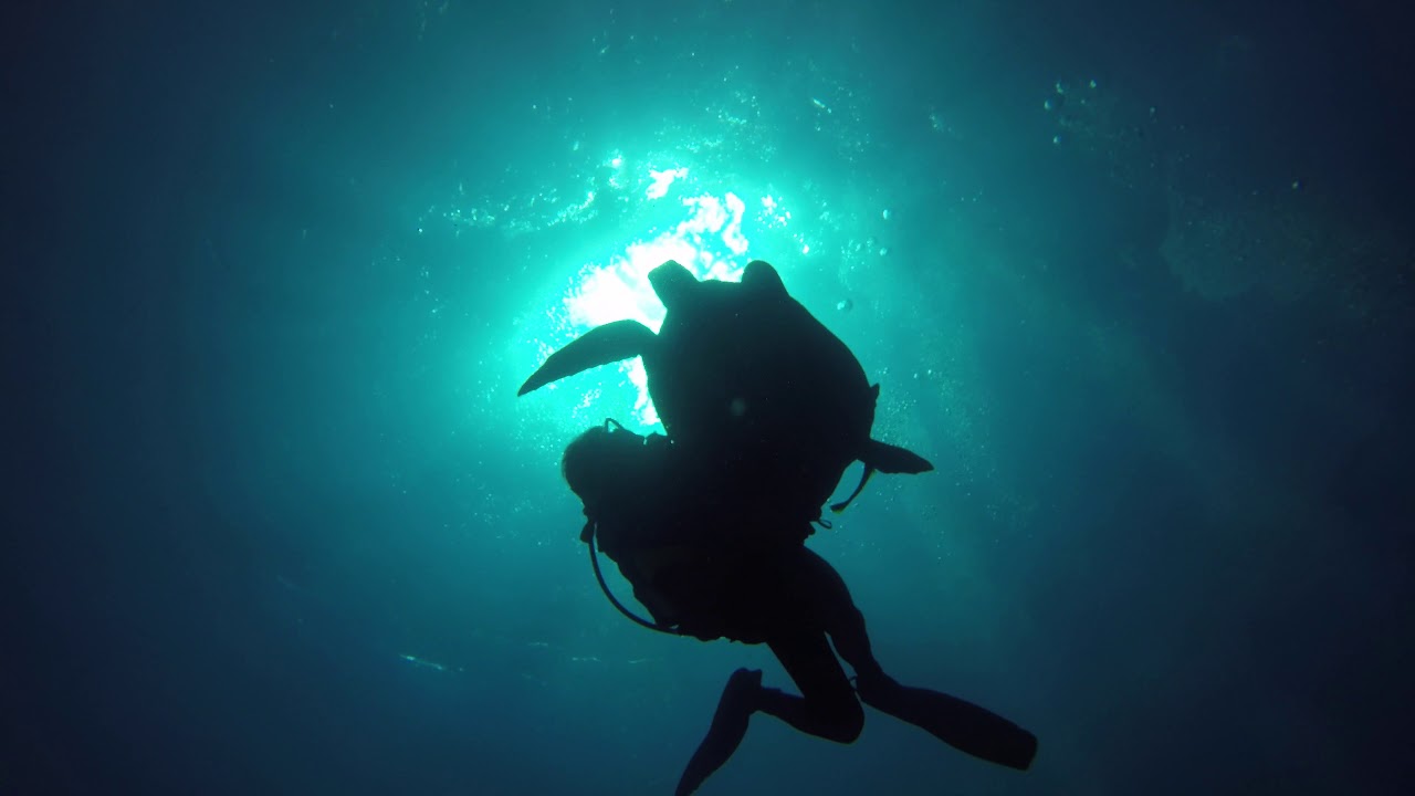 Red Sea Backlights
