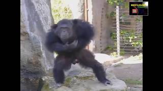 Download lagu Gorilla joget mp3