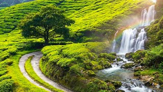 Beautiful Relaxing Music - Healing Music For Health and Calming The Nervous System, Deep Relaxation