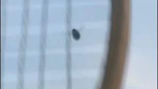 EASIEST way to get rid of carpenter bees