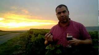 preview picture of video 'Champagne Harvest 2012 - Pinot Meunier rocks'