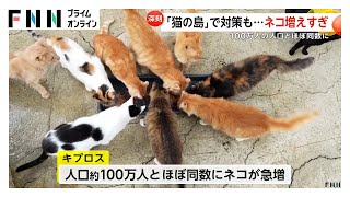 「猫の島」で“猫の急増”が深刻な問題に…地中海に浮かぶ「キプロス」で人口100万人とほぼ同数に