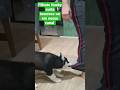Filhote Husky Brincando Cachorrinho Husky Amor Poodle Pets Dog Amor 2023 América Short