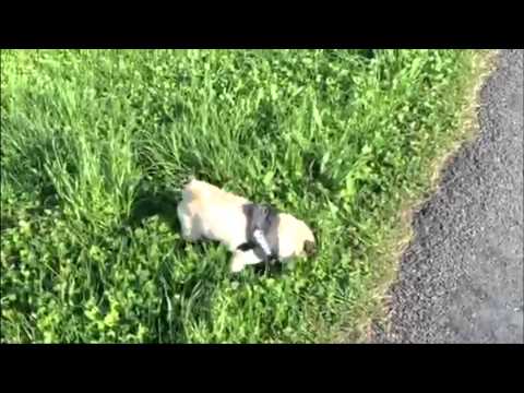 Bambam - They see me rollin