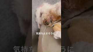 かわいいです #かわいい #シニア犬との暮らし #トイプードル #元繁殖犬 #寝たきり #老犬介護 #老犬 #シニア犬との暮らし #保護犬 #shorts