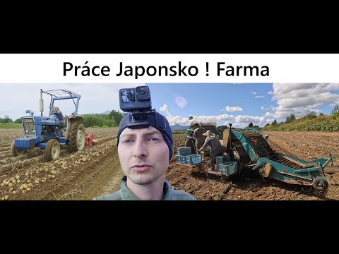 Pracovní Den V Japonsku? Farma , Sklizeň Brambor