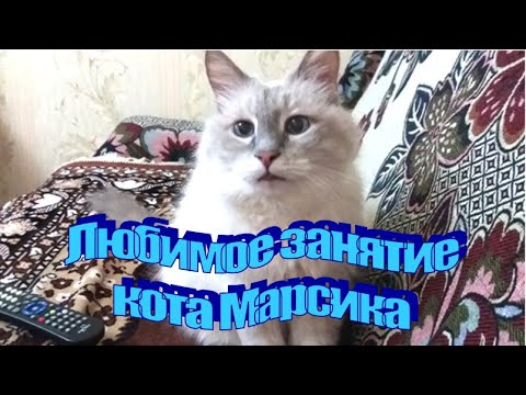 Любимое занятие кота Марсика
