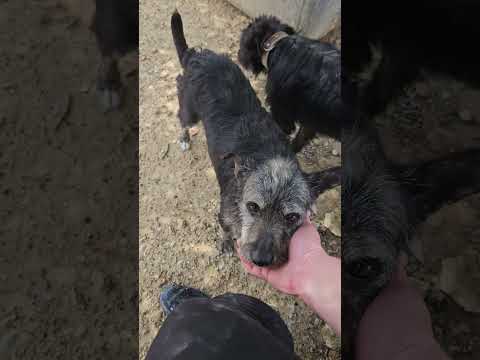 Munia im Mai 2023 im Tierheim in Spanien - Zuhause gesucht!