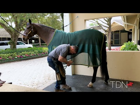 YouTube video about: What are horseshoes are there horse socks?