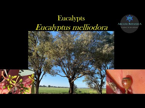 Eucalyptus ID: Eucalyptus melliodora (Yellow Box)