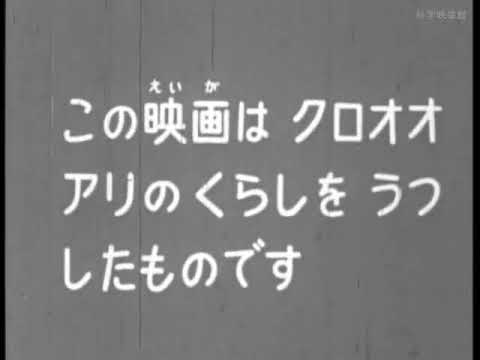 アリチダエについて詳しく解説