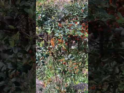 受粉昆虫を誘引するために菜園にあるマリーゴールドの花