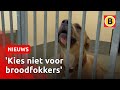 Prijs van puppy's schiet omhoog tijdens coronacrisis | Omroep Brabant