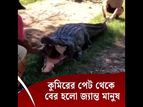 কুমিরের পেট থেকে বের হলো জ্যান্ত মানুষ