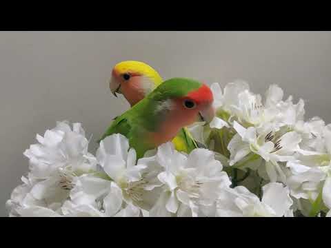 Rio & Alex Lovebirds Playing With Flowers 🌺 | Love Birds Activity | burung lovebird parakeet