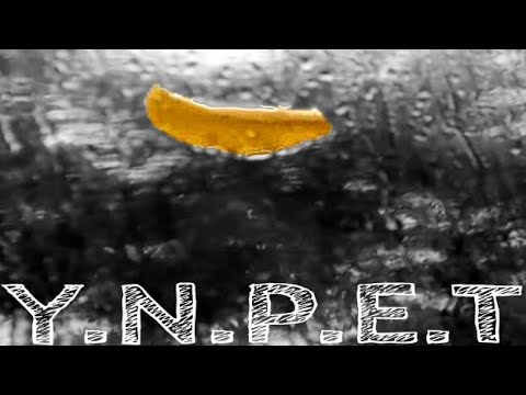 FG29 - Y.N.P.E.T ft Ktsax, L.U.C.K (visualizer)