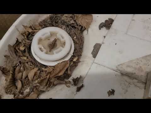 Setting Up New Bin For European Night Crawlers |Collecting Snow For Water