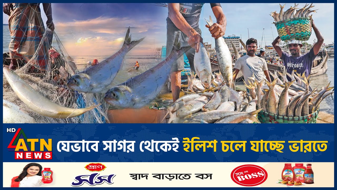 যেভাবে সাগর থেকেই ইলিশ চলে যাচ্ছে ভারতে | Hilsha | India | Bay of Bengal | ATN News