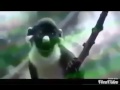 Nepali Animal Comedy Video