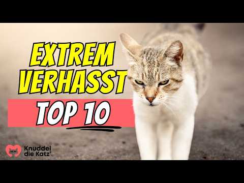 Top 10 Dinge, die Katzen extrem HASSEN!