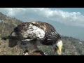 Parahawking in Nepal (jedovata zmija) - Známka: 1, váha: velká