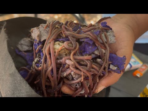 الحلقة ٢٩٧ الفرق بين الفيرمى كومبوست والفيرمى كاست Vermi Compost VS Vermi Cast