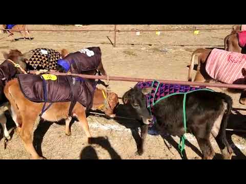 ABS Sexcel calves at Calf rally - Pokhada, Pauri Garhwal