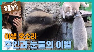‘야생 습성’ 보이는 연밤이, 결국 지연 씨와의 눈물의 이별 I TV동물농장 (Animal Farm) | SBS Story